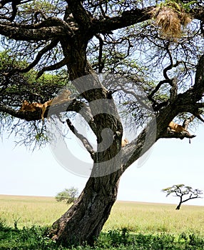 Four Lions sitting in Tree in Serengeti National Park, Tanzania.