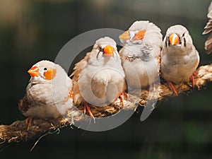 Four little birds sitting on the rope on bokeh background. Animal, Bird, Love, Family Concept