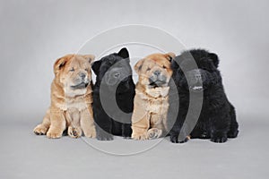 Four little Chow chow puppies portrait