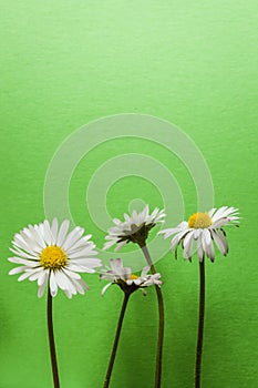 Four little daisy flowers on light green textured background