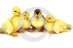 Four little ducklings.