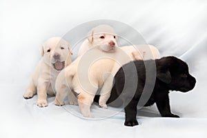 Four little Labrador puppy on the pale background