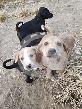 Four little puppy are looking