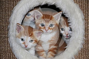 Four little red and white kittens sit in a hole in a scratching post and look out through a plush hole