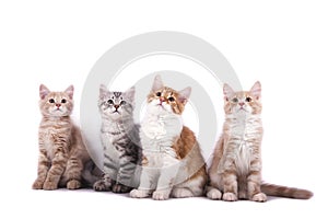 Four little Siberian kittens on white background