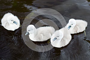 Four little swans