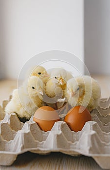 Four little yellow chickens and two Easter eggs on table