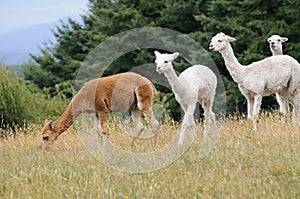 Four Llamas in Chile