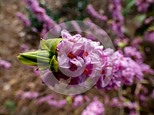 Four-lobed pink and light purple strongly scented flowers of toxic shrub Mezereon or February daphne in early spring on bare stems