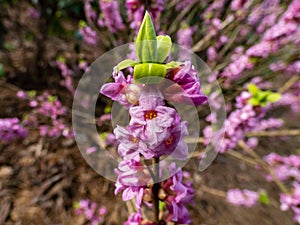 Four-lobed pink and light purple strongly scented flowers of toxic shrub Mezereon or February daphne in early spring on bare stems