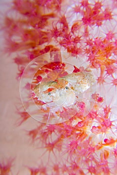Four-lobed porcleanin crab photo