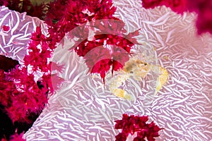 Four-lobed porcleanin crab photo