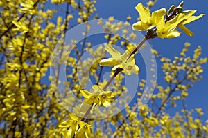 Four lobed yellow flowers of forsythia against blue sky