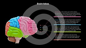 Lobes of Human brain or 4 lobes of brain photo