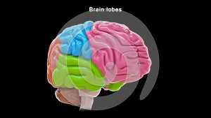 Lobes of Human brain or 4 lobes of brain