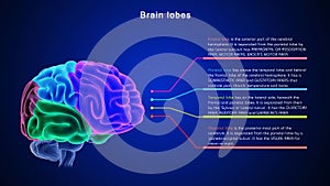 Lobes of Human brain or 4 lobes of brain photo