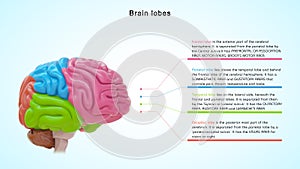 Lobes of Human brain or 4 lobes of brain photo