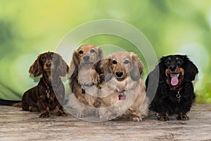 Four long-haired miniature dachshunds sitting side by side on wooden floor