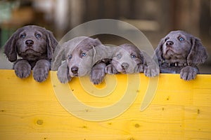 Four long-haired Weimaraner puppies stand up side by side with their paws on two legs and look over a yellow wooden barrier. The