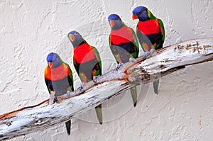 Four Lorikeet birds on branch