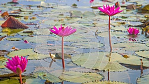 Four of lotus in lake