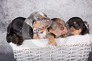 Four Louisiana Catahoula Leopard Dogs puppies on gray background