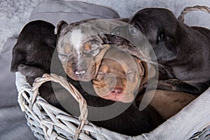 Four Louisiana Catahoula Leopard Dogs puppies on gray background