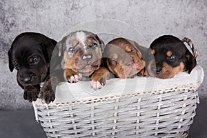 Four Louisiana Catahoula Leopard Dogs puppies on gray background