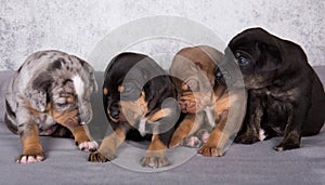 Four Louisiana Catahoula Leopard Dogs puppies on gray background