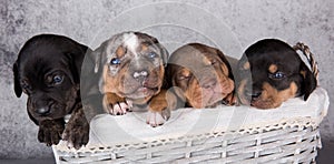 Four Louisiana Catahoula Leopard Dogs puppies on gray background