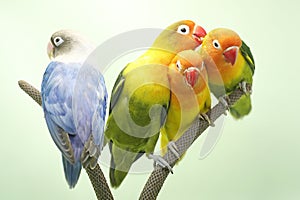 Four lovebirds are perched on the weft of the anthurium flower.