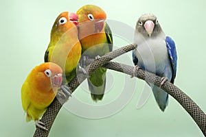 Four lovebirds are perched on the weft of the anthurium flowes.