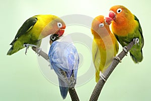 Four lovebirds are perched on the weft of the anthurium flowes.