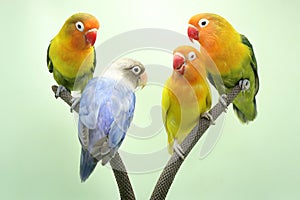 Four lovebirds are perched on the weft of the anthurium flowes.