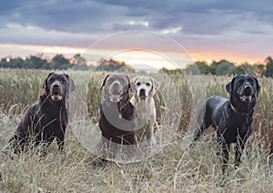 Four lovely labradors