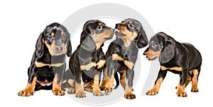 Four lovely puppies breed Slovakian Hund