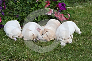 Four lovely puppies sleeping on the garden