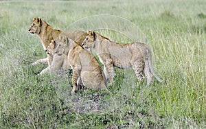 Four lovely young lions watching hunting