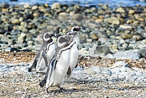 Four Magellanic penguins on Magdalena island in Chile