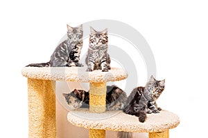 Four maine coon kittens with a long fluffy tail are sitting on scratching post isolated on a white background