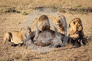Four male lion feeding on buffalo carcase