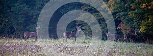 Four male white-tailed deer (Odocoileus virginianus) standing in a Wisconsin field in September