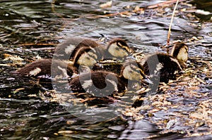 Four mallard ducklings huddled in a feeding frenzy gobbling as much as they can