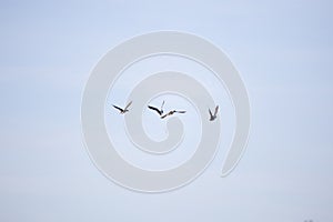 Four Mallard Ducks in Flight