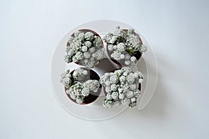 Four mammillaria gracilis house plants in brown pots