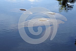 Four Manatees