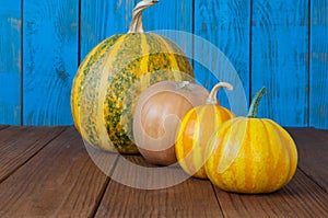 Four many-coloured pumpkins in line for halloween
