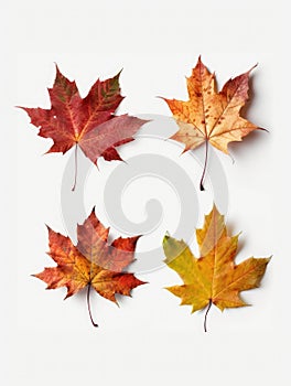 Four maple leaves on a white background