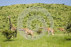 Four Masai Giraffe in the green grass at the Lewa Wildlife Conservancy, North Kenya, Africa