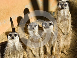 Four Meerkats